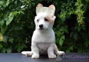 Photo №3. Welsh Corgi Cardigan. Russian Federation