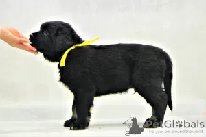 Additional photos: Reservation of puppies Hotosho/Buryat dog