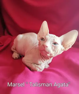 Additional photos: Don Sphynx kittens