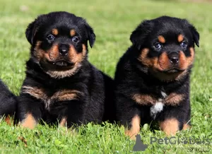 Photo №1. rottweiler - for sale in the city of Prague | negotiated | Announcement № 129017