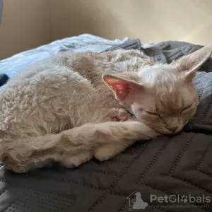 Additional photos: Devon Rex Cinnamon