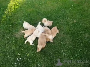 Photo №3. Labrador puppies with pedigree. Poland