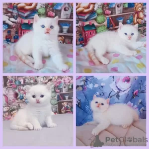 Photo №2 to announcement № 33350 for the sale of scottish fold - buy in Belarus private announcement