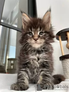 Photo №3. Adorable Maine coon kittens available now. Germany