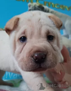 Photo №3. Shar Pei puppies. Russian Federation