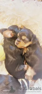 Additional photos: Delightful pure bred Yorkie puppies .