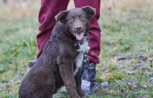 Additional photos: Zhorik is a positive puppy.