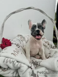 Photo №2 to announcement № 114220 for the sale of french bulldog - buy in Serbia breeder