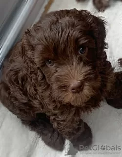 Photo №3. Australian Labradoodle. United Kingdom