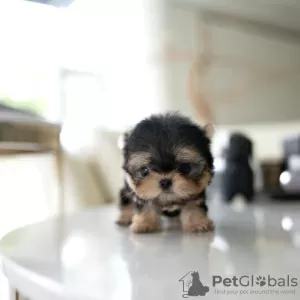 Photo №2 to announcement № 130507 for the sale of yorkshire terrier - buy in United States private announcement