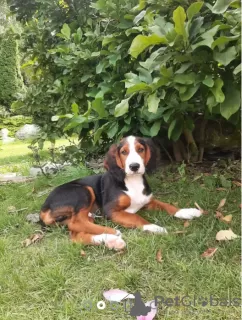 Photo №3. Serbian Tricolor Hound. Poland