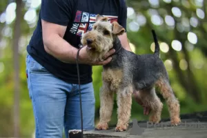 Additional photos: Welsh terrier puppies