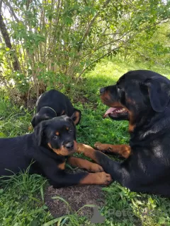 Photo №3. Rottweiler puppies are going to new owners. Latvia