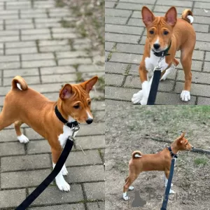 Photo №3. Basenji. Girls. Lithuania