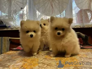 Photo №2 to announcement № 30092 for the sale of pomeranian - buy in Netherlands private announcement