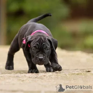 Photo №2 to announcement № 120641 for the sale of cane corso - buy in United Kingdom breeder