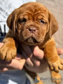 Photo №1. dogue de bordeaux - for sale in the city of Smederevo | negotiated | Announcement № 102896