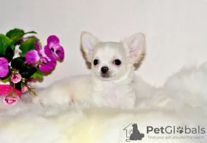 Photo №4. I will sell chihuahua in the city of Москва. from nursery, breeder - price - 545$