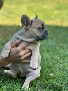 Additional photos: Puppies for sale very cute French bulldog.