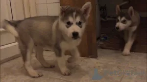 Photo №3. Alaskan Malamute Puppies for sale. Sweden