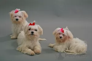 Photo №3. Maltese-Bichon puppies . Lithuania