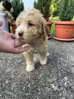 Photo №2 to announcement № 53638 for the sale of lagotto romagnolo - buy in Serbia private announcement