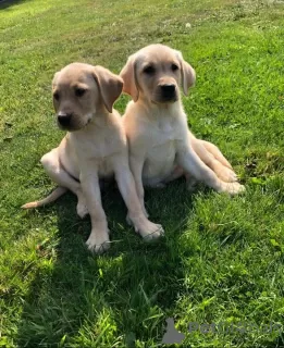 Photo №1. labrador retriever - for sale in the city of Татарстан | 606$ | Announcement № 10837