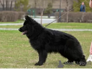 Additional photos: German Shepherd longhaired 4.5 months male