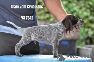 Photo №2 to announcement № 23957 for the sale of german shorthaired pointer - buy in Serbia breeder