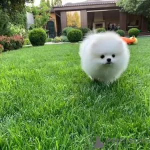 Photo №3. Playful Pomeranian puppies. Finland