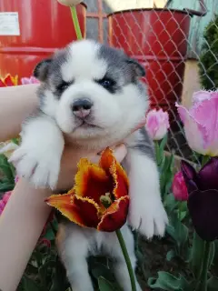 Photo №3. Puppies Siberian Husky, installment plan, nursery. Belarus