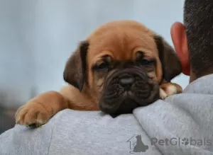 Additional photos: Bordeaux mastiff