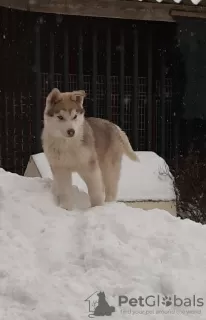 Additional photos: Husky puppies KSU full vacuum