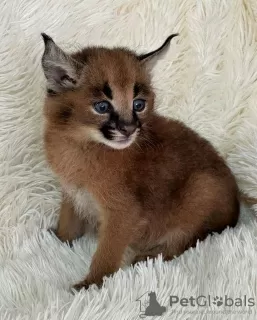 Photo №1. caracal - for sale in the city of Houston | negotiated | Announcement № 99581