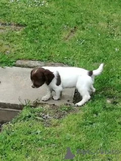 Photo №2 to announcement № 129505 for the sale of english springer spaniel - buy in Netherlands 