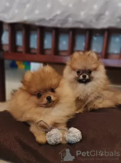 Additional photos: pomeranian puppies