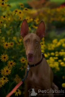 Photo №1. pharaoh hound - for sale in the city of Prague | 845$ | Announcement № 94368