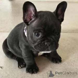 Photo №4. I will sell french bulldog in the city of Nuremberg. private announcement - price - 380$