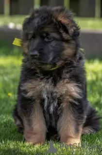 Additional photos: Gorgeous German Shepherd puppies