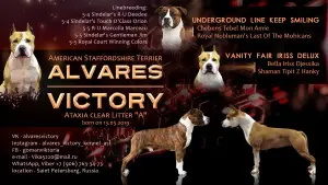 Additional photos: Amstaff puppies, breeding nursery & quot; Alvarez Victory & quot;