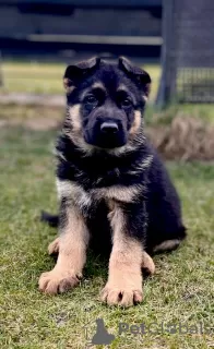 Photo №4. I will sell german shepherd in the city of Czartki. breeder - price - 832$