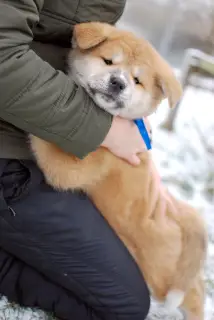 Additional photos: Akita Inu puppies from titled parents