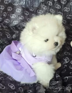 Photo №4. I will sell pomeranian in the city of Франкфурт-на-Майне. private announcement - price - 380$