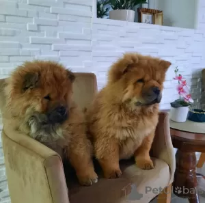 Photo №1. chow chow - for sale in the city of Aleksinac | negotiated | Announcement № 124213