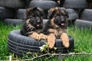 Photo №1. german shepherd - for sale in the city of Chelyabinsk | 651$ | Announcement № 80273