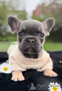 Additional photos: Blue French Bulldog