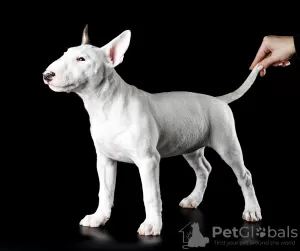 Photo №2 to announcement № 34492 for the sale of bull terrier - buy in Russian Federation from nursery