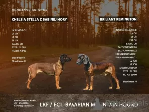 Photo №1. bavarian mountain hound - for sale in the city of Лиепая | 845$ | Announcement № 102780