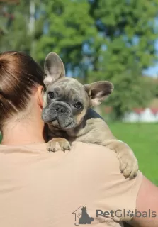 Additional photos: French Bulldog