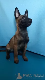 Additional photos: Malinois puppies